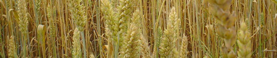 Кемілайн Агро
